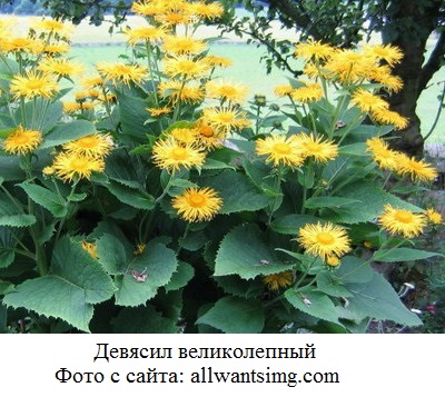 фото Девясил великолепный